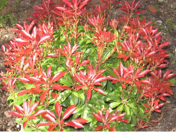 Pieris japoński Major