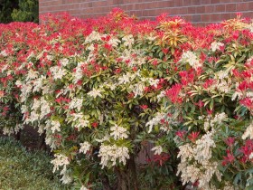 Pieris japonica Mountain Fire