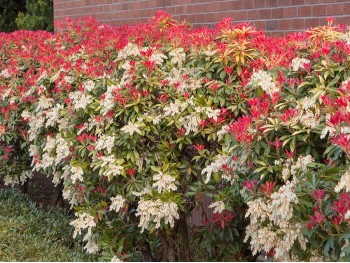 Pieris japonica Mountain Fire