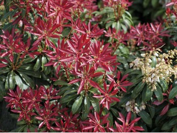 Pieris Red Mill