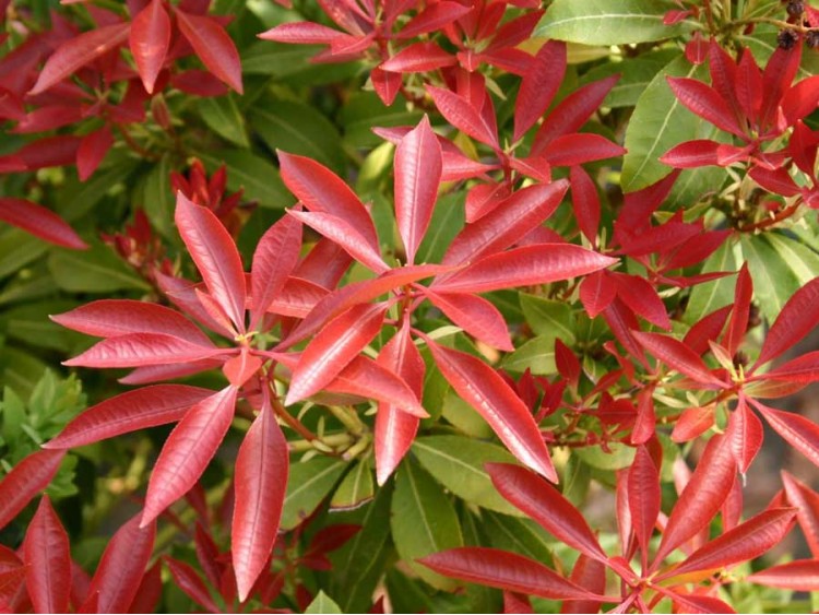 Pieris Red Mill