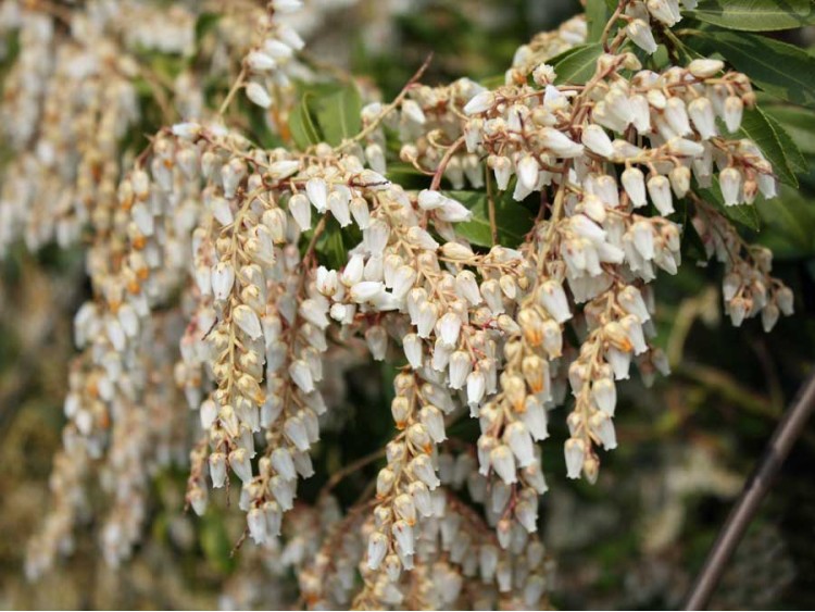 Pieris Red Mill