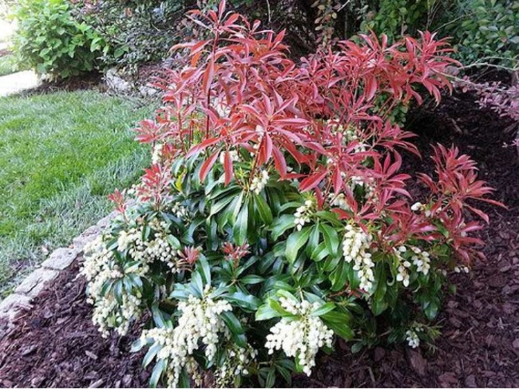 Pieris Red Mill