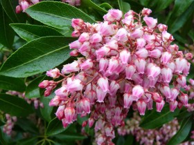 Pieris Valley Rose