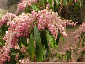 Pieris Valley Rose