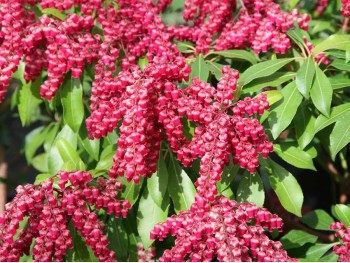 Pieris japonica Valley Valentine