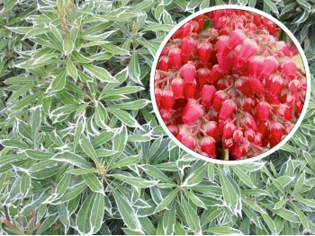 Pieris Variegata RED