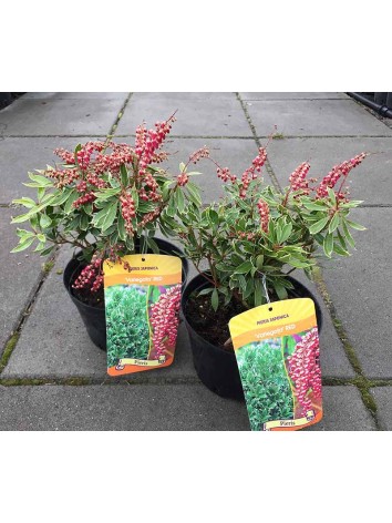 Pieris Variegata RED