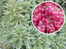 Pieris Variegata ROSE