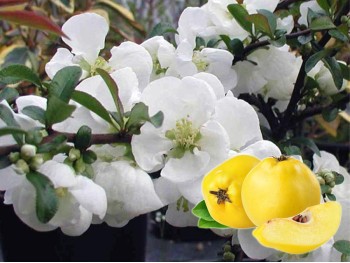 Flowering Quince Jet Trail