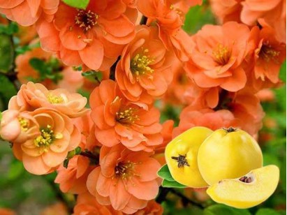 Flowering Quince Orange Trail