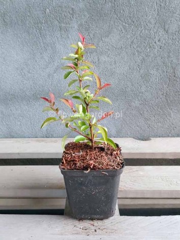 Flowering Quince Orange Trail