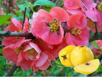 Flowering Quince Pink Trail