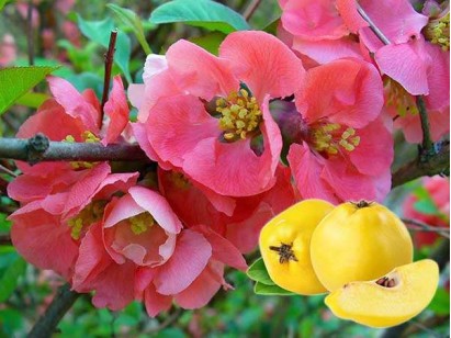 Flowering Quince Pink Trail