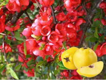 Flowering Quince Crimson and Gold