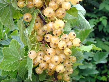 White Currant Biała z Jűterbog