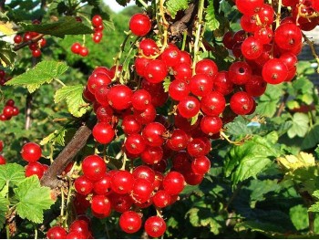 Redcurrant Detvan