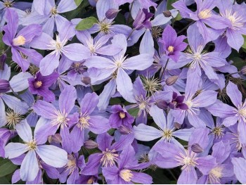 Powojnik Clematis Arabella