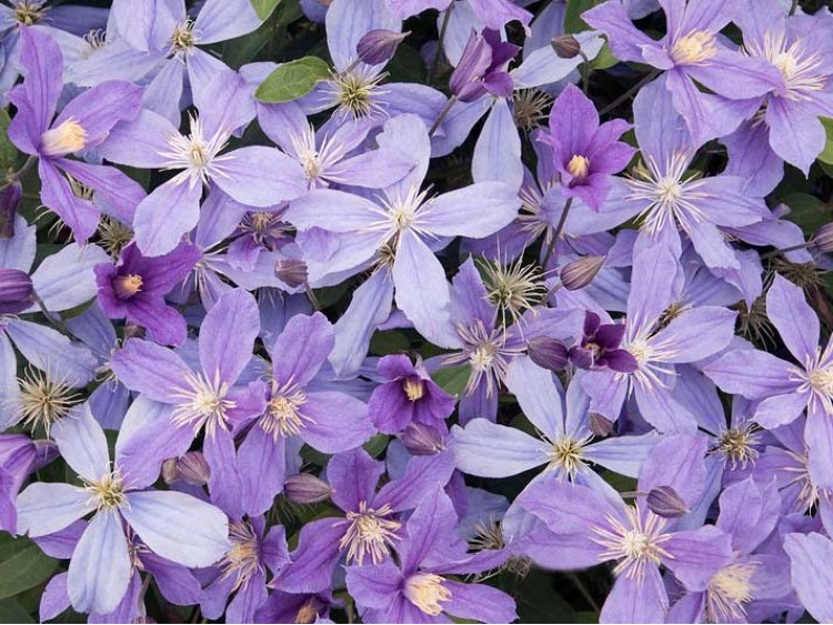 Powojnik Clematis Arabella