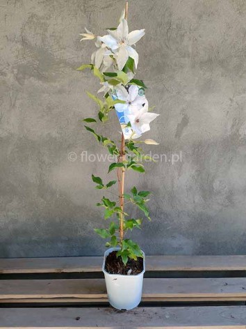 Powojnik Clematis Beautiful Bride ®