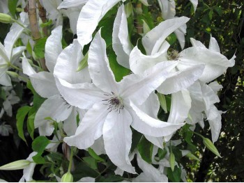 Powojnik Clematis Beautiful Bride ®