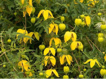 Powojnik Clematis Bill MacKenzie