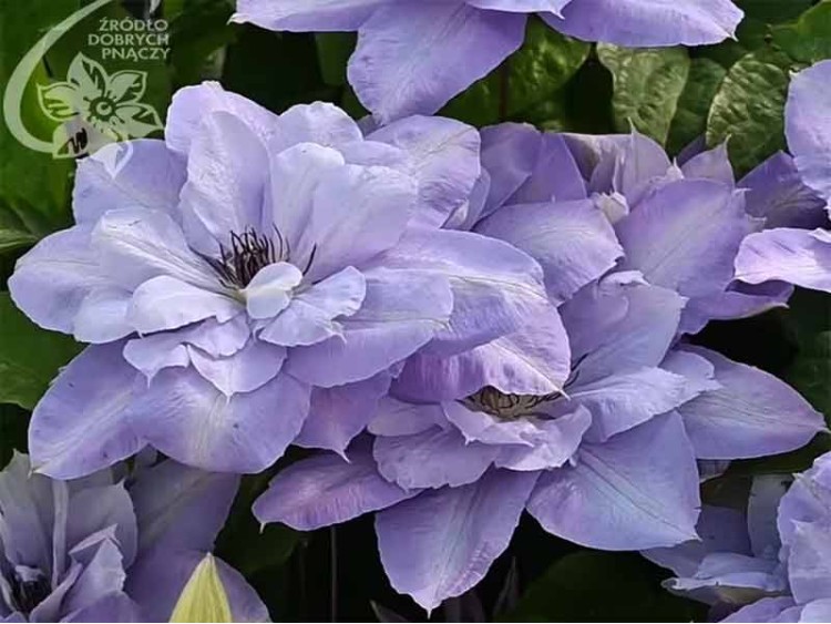 Powojnik Clematis Blue Cotillion PBR