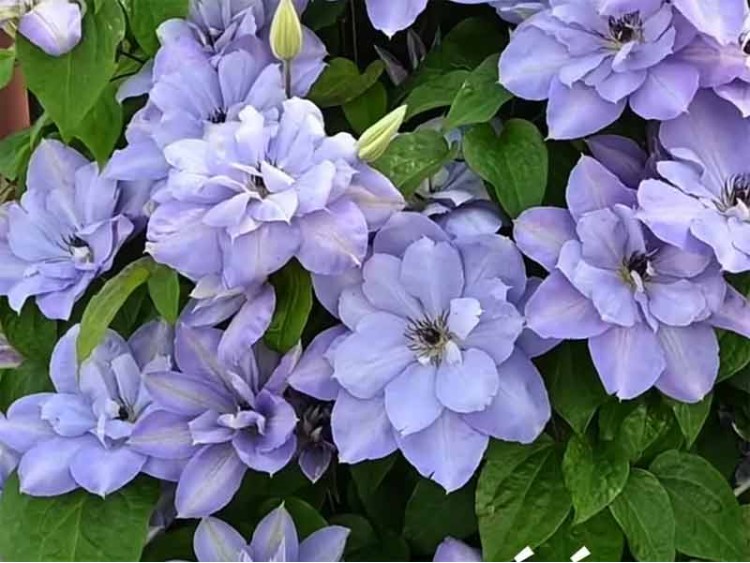 Powojnik Clematis Blue Cotillion PBR