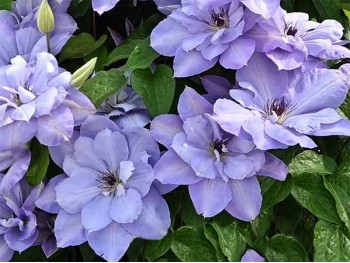 Powojnik Clematis Blue Cotillion PBR