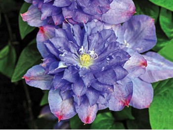 Powojnik Clematis Blue Explosion PBR