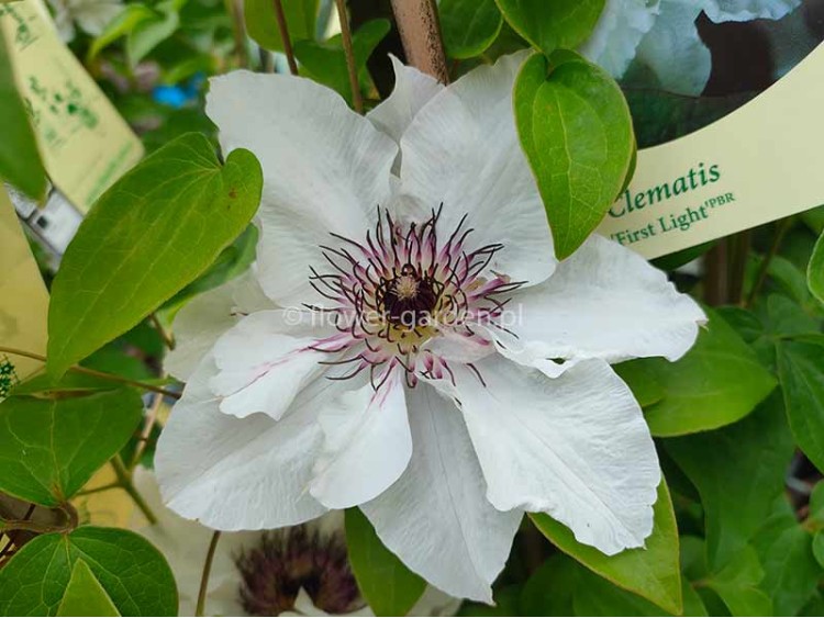 Powojnik Clematis First Light PBR