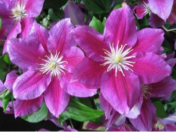 Powojnik Clematis Hania ®