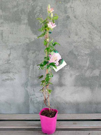 Powojnik Clematis Innocent Blush PBR