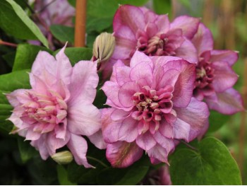 Powojnik Clematis Innocent Glance PBR