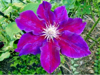 Powojnik Clematis Julka PBR