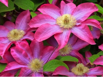 Powojnik Clematis PINK CHAMPAGNE Kakio