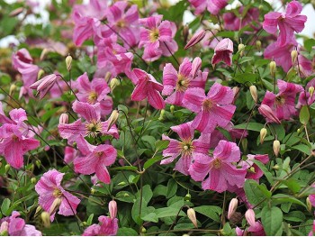 Powojnik Clematis Krakowiak PBR