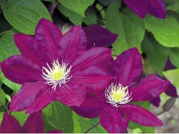 Powojnik Clematis Lech Kaczyński