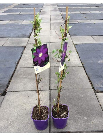 Powojnik Clematis Lech Kaczyński