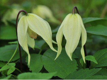 Powojnik Clematis Lemon Beauty ®