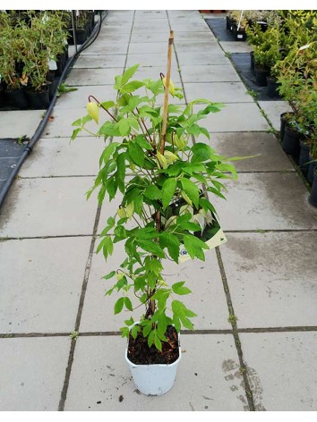 Powojnik Clematis Lemon Beauty ®