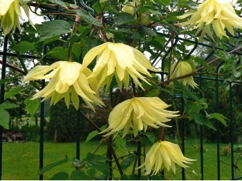 Powojnik Clematis Lemon Dream PBR