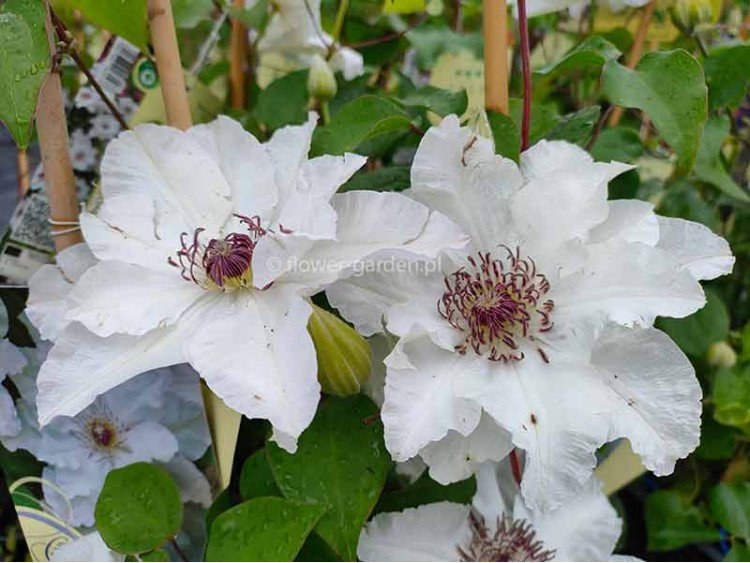 Powojnik Clematis Maria Kaczyńska