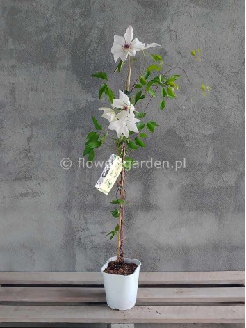 Powojnik Clematis Matka Urszula Ledóchowska