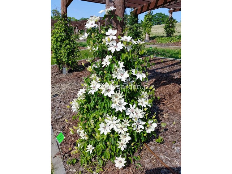 Powojnik Clematis Matka Urszula Ledóchowska