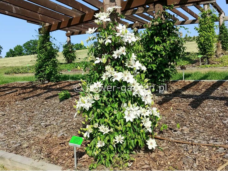 Powojnik Clematis Matka Urszula Ledóchowska