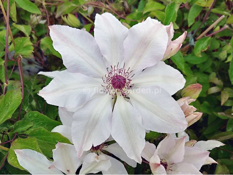 Powojnik Clematis Matka Urszula Ledóchowska