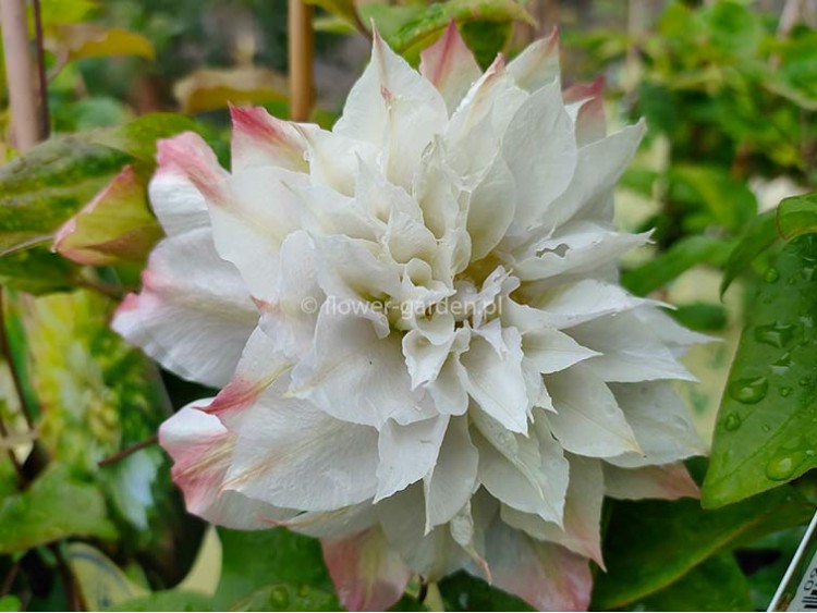 Powojnik Clematis Midori