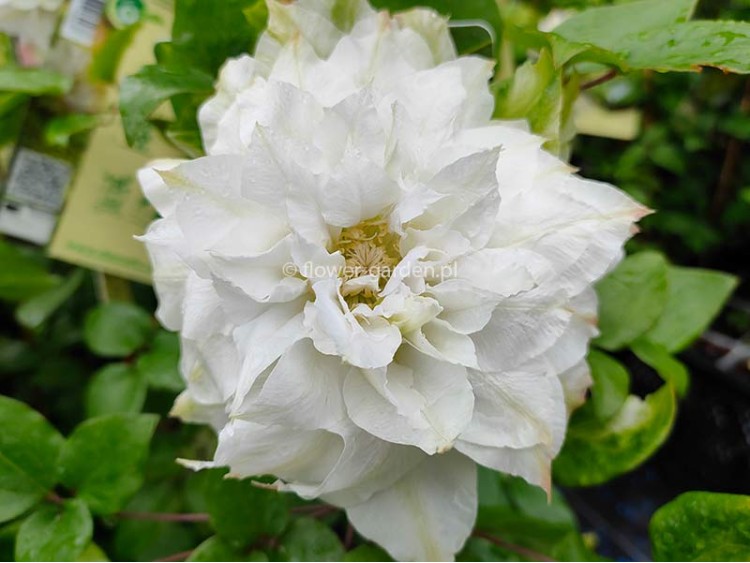 Powojnik Clematis Midori