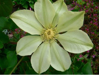 Powojnik Clematis Moonlight (Yellow Queen)